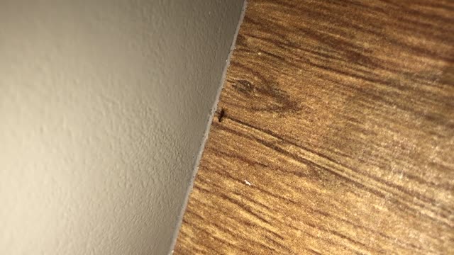 [問題] 請問這是白蟻嗎 